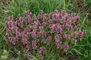 Kurdybanek sarmaşığı, Glechoma hederacea, vahşi doğada bulunan bir bitki. Yerde sürünen bir bitkidir. Halk tıbbı, özellikle sindirim sisteminde sağlığa iyi gelen etkilere işaret eder..