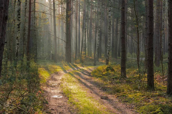 Mlhavé Ráno Vysokém Borovicovém Lesíku Lesní Cesta Vyjetými Kolejemi Pokrytými — Stock fotografie
