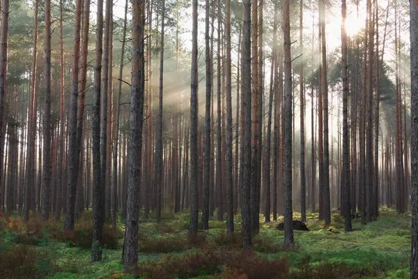 Misty Morning Tall Pine Forest Tall Pine Forest Sunny Morning — Stock Photo, Image