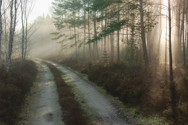 Bir orman yolu, kumlu rutlar, her iki tarafta da fundalarla kaplı yol kenarları, her iki tarafta da büyüyen genç çam ağaçları. Güneşli bir sabah, güneşin doğuşuyla aydınlanan ağaçlar arasında narin bir sis süzülür. Sisin içinden geçen ışık resim çizgileri oluşturur..