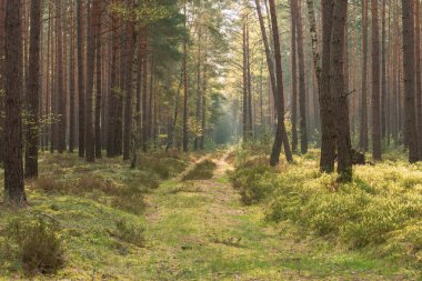 Uzun bir çam ormanında puslu bir sabah. Çam iğneleriyle kaplı orman yolu ve yosun ve çimlerle kaplanmış. Ağaçların arasında ince bir sis süzülür, uzak araziyi bulanıklaştırır..