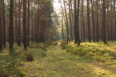 Uzun bir çam ormanında puslu bir sabah. Çam iğneleriyle kaplı orman yolu ve yosun ve çimlerle kaplanmış. Ağaçların arasında ince bir sis süzülür, uzak araziyi bulanıklaştırır..