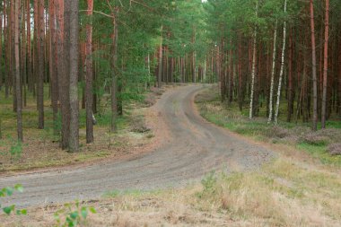 Uzun çam ormanı. Ağaçların arasından ağaçların arasından geçen gri, dolambaçlı, toprak bir yol görebilirsin..