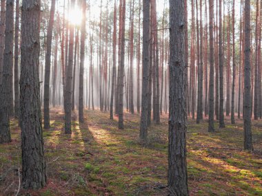 Uzun çam ormanı. Güneşli bir sabah. Güneşin doğuşuyla aydınlanan sis ağaçlar arasında süzülür..