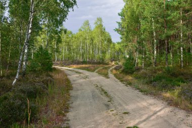 Sonbaharda orman. Ağaçlar ve orman yollarının kenarları arasındaki zemin mor, küçük çiçeklerle kaplı fundalıklarla kaplıdır..