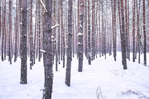 Kışın uzun çam ormanları. Zemin ve ağaç dalları bir kar tabakasıyla kaplıdır..