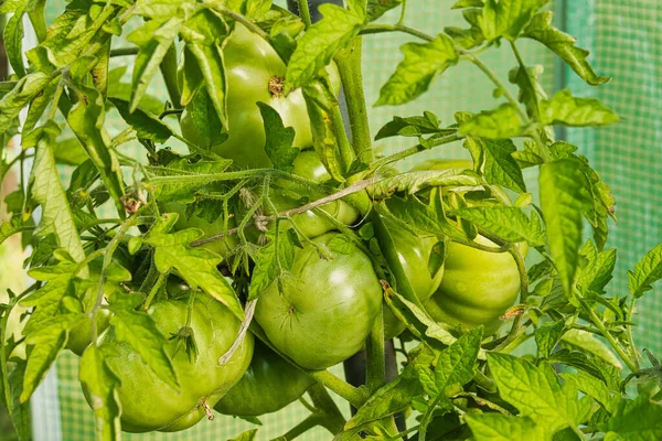 夏天在花园里 一种覆盖着绿叶的西红柿灌木 其中你可以看到绿色的果实在阳光下成熟 — 图库照片