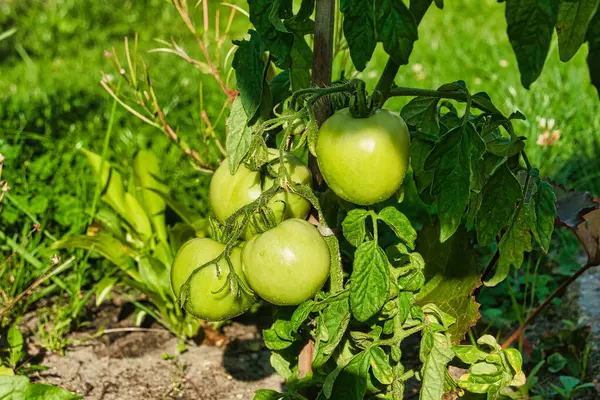 Sommar Trädgården Tomatbuske Täckt Med Gröna Blad Bland Vilka Kan — Stockfoto
