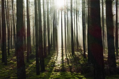 Uzun çam ormanı. Güneşli bir sonbahar sabahı, ağaçlar arasında yükselen sis var, doğan güneşin ışınlarıyla aydınlanan..