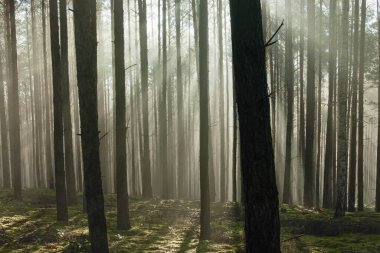 Uzun çam ormanı. Güneşli bir sonbahar sabahı, ağaçlar arasında yükselen sis var, doğan güneşin ışınlarıyla aydınlanan..
