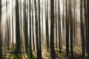 Uzun çam ormanı. Güneşli bir sonbahar sabahı, ağaçlar arasında yükselen sis var, doğan güneşin ışınlarıyla aydınlanan..