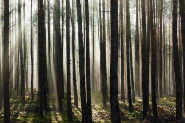 Uzun çam ormanı. Güneşli bir sonbahar sabahı, ağaçlar arasında yükselen sis var, doğan güneşin ışınlarıyla aydınlanan..