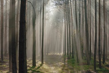 Uzun çam ormanı. Güneşli bir sonbahar sabahı, ağaçlar arasında yükselen sis var, doğan güneşin ışınlarıyla aydınlanan..