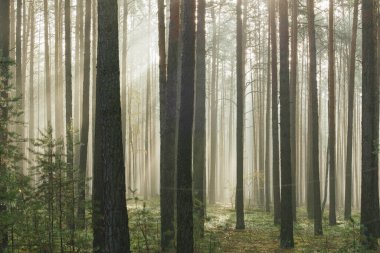Uzun çam ormanı. Güneşli bir sonbahar sabahı, ağaçlar arasında yükselen sis var, doğan güneşin ışınlarıyla aydınlanan..