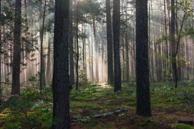 Uzun çam ormanı. Güneşli bir sonbahar sabahı, ağaçlar arasında yükselen sis var, doğan güneşin ışınlarıyla aydınlanan..