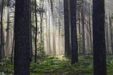 Uzun çam ormanı. Güneşli bir sonbahar sabahı, ağaçlar arasında yükselen sis var, doğan güneşin ışınlarıyla aydınlanan..