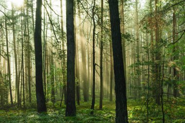 Uzun çam ormanı. Güneşli bir sonbahar sabahı, ağaçlar arasında yükselen sis var, doğan güneşin ışınlarıyla aydınlanan..