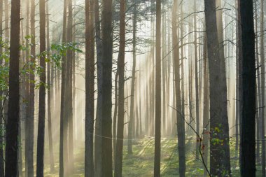 Uzun çam ormanı. Güneşli bir sonbahar sabahı, ağaçlar arasında yükselen sis var, doğan güneşin ışınlarıyla aydınlanan..