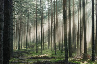 Uzun çam ormanı. Güneşli bir sonbahar sabahı, ağaçlar arasında yükselen sis var, doğan güneşin ışınlarıyla aydınlanan..