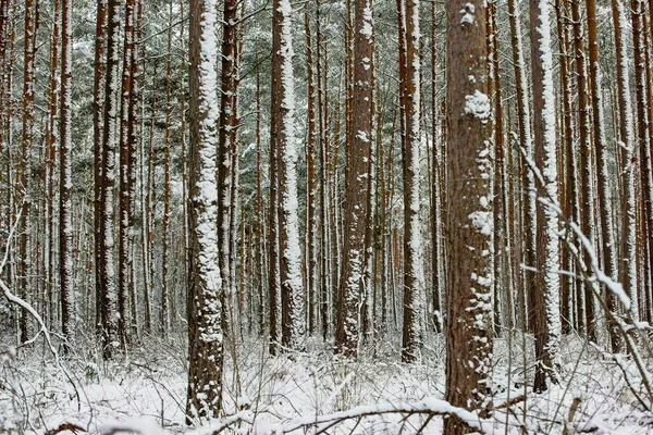 A tall pine forest in winter. Snow covers the treetops, the ground and sticks to slender, tall trunks. Tree branches bend under the weight of snow.