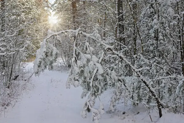 A tall pine forest in winter. Snow covers the treetops, the ground and sticks to slender, tall trunks. Tree branches bend under the weight of snow.