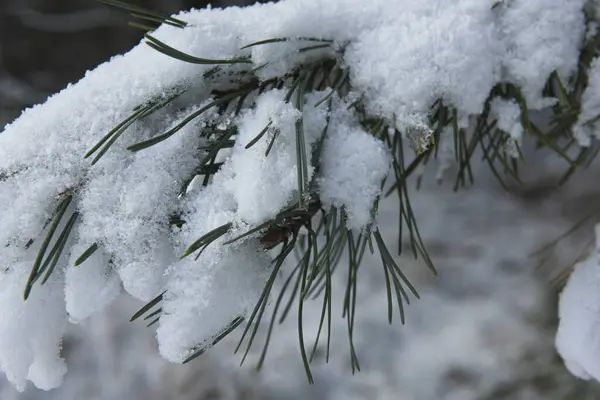 A pine branch covered with a thick layer of snow forming a blanket. The tips of green needles stick out from under the snow.
