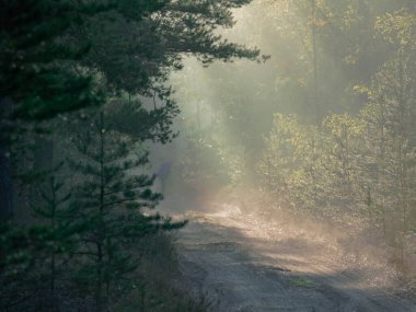 Uzun bir çam ormanı. Bir kış sabahı, ağaçlar ve orman yolu arasında sis yükseliyor, yükselen güneşin ışınlarıyla aydınlatılarak, resim çizgileri oluşturuluyor..