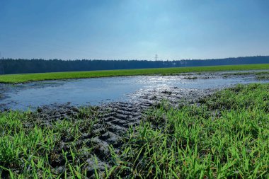 Bulutsuz. Alan yeni gelişen tahıllarla kaplıdır. Ortasında geniş bir havuz görebilirsiniz..