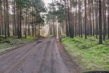 Uzun bir çam ormanı. Bir kış sabahı, ağaçlar ve orman yolu arasında sis yükseliyor, yükselen güneşin ışınlarıyla aydınlatılarak, resim çizgileri oluşturuluyor..