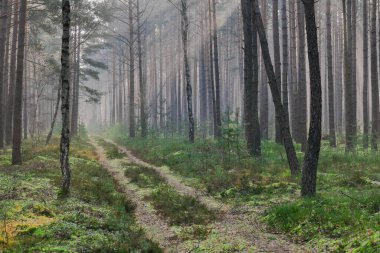 Uzun bir çam ormanı. Bir kış sabahı, ağaçlar arasında sis yükseliyor, yükselen güneşin ışınlarıyla aydınlanıyor, pitoresk çizgiler oluşturuyor.