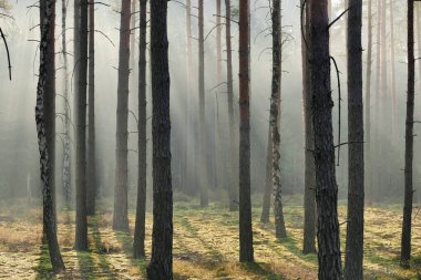Uzun bir çam ormanı. Bir kış sabahı, ağaçlar arasında sis yükseliyor, yükselen güneşin ışınlarıyla aydınlanıyor, pitoresk çizgiler oluşturuyor.