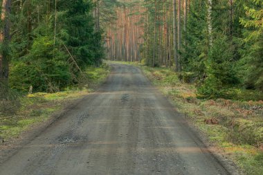 Uzun bir çam ormanı. Ağaçların arasında bir orman yolu var..