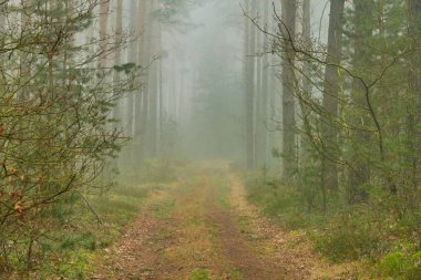 Uzun bir çam ormanı. Bir kış sabahı, ağaçlar arasında sis yükseliyor, yükselen güneşin ışınlarıyla aydınlanıyor, pitoresk çizgiler oluşturuyor.
