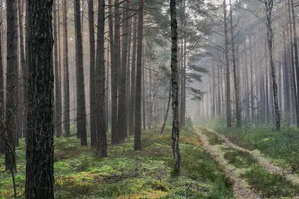 Uzun bir çam ormanı. Bir kış sabahı, ağaçlar arasında sis yükseliyor, yükselen güneşin ışınlarıyla aydınlanıyor, pitoresk çizgiler oluşturuyor.