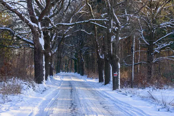 Local country road in winter. The ground is covered with a thick layer of snow. There are tall oak trees on both sides of the road. There are piles of cut tree trunks on the roadside. It\'s a sunny day.