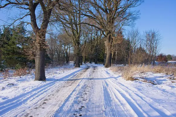 Local country road in winter. The ground is covered with a thick layer of snow. There are tall oak trees on both sides of the road. There are piles of cut tree trunks on the roadside. It's a sunny day.
