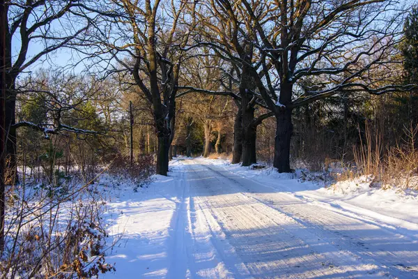 Local country road in winter. The ground is covered with a thick layer of snow. There are tall oak trees on both sides of the road. There are piles of cut tree trunks on the roadside. It\'s a sunny day.