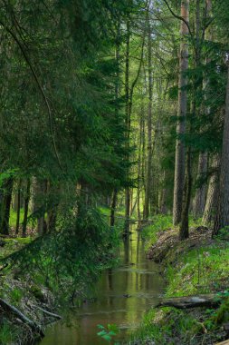 Uzun ve karışık bir ormandan akan bir orman deresi..