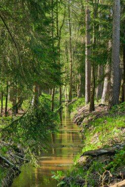 Uzun ve karışık bir ormandan akan bir orman deresi..