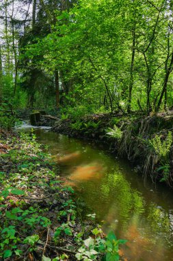 Uzun ve karışık bir ormandan akan bir orman deresi..