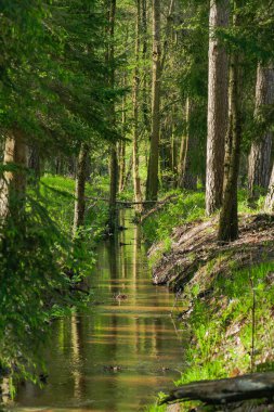 Uzun ve karışık bir ormandan akan bir orman deresi..