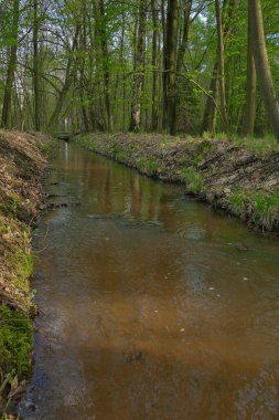 Uzun ve karışık bir ormandan akan bir orman deresi..