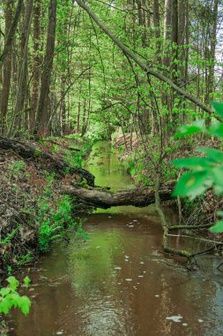 Uzun ve karışık bir ormandan akan bir orman deresi..