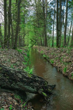 Uzun ve karışık bir ormandan akan bir orman deresi..