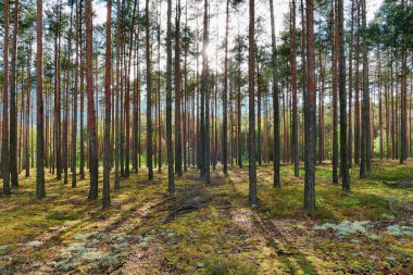 Uzun çam ormanı. Güneşli bir gün. Güneş ufukta batıyor. Ağaçların uzun gölgeleri yerde yatıyor..