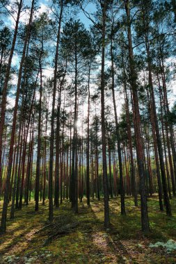 Uzun çam ormanı. Güneşli bir gün. Güneş ufukta batıyor. Ağaçların uzun gölgeleri yerde yatıyor..