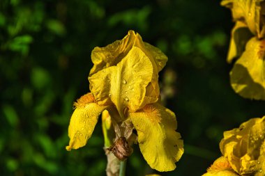 Yağmurdan sonra çiçek bahçesi. Sarı iris çiçeği güneş ışığıyla aydınlatılan su damlalarıyla kaplıdır..
