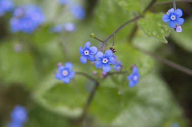 Ormanın küçük, küçük, mavi çiçekleri yeşil yaprakların arka planına karşı unutma beni..