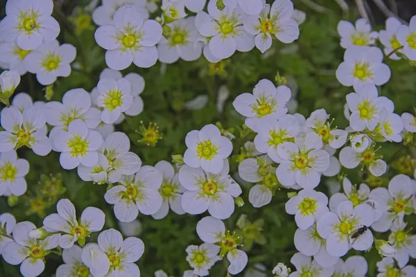 Çiçekli bir çiçek tarhı Saxifrage arendsa çiçekleri.