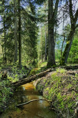 Uzun bir ladin ormanından akan küçük bir dere. Güneşli bir gün. Güneş ışığı ağaç taçlarından içeri girer. Nehir yatağı gölgede..